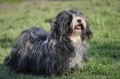 Fluffy Attraction FCI