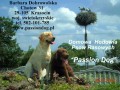 Passion Dog